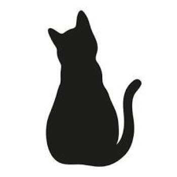 Domestic Short Hair Cats Available for Adoption in Lake Jackson, Texas - Abby | PetCurious