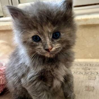 Berlioz -  Domestic Short Hair Cat for Adoption in Troy, Virginia - Berlioz | PetCurious