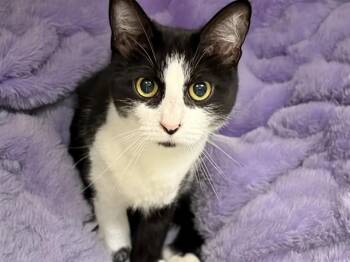 JAZZ -  Domestic Short Hair Cat for Adoption in Fort Lauderdale, Florida - JAZZ | PetCurious
