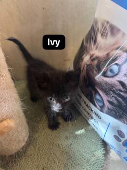 Ivy -  Domestic Short Hair Cat for Adoption in Johnson City, Tennessee - Ivy | PetCurious