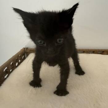 Domestic Short Hair Cats Available for Adoption in Tustin, California - Oscar | PetCurious