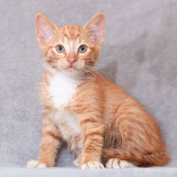 Jackson -  Domestic Short Hair Cat for Adoption in Sunnyvale, California - Jackson | PetCurious