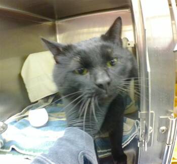 Domestic Short Hair Cats Available for Adoption - SMOKEY | PetCurious