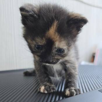 Twinklebean -  Domestic Short Hair Cat for Adoption in East Hanover, New Jersey - Twinklebean | PetCurious