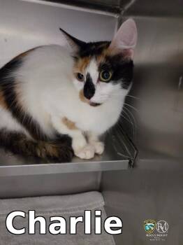 Charlie -  Domestic Short Hair Cat for Adoption in Rocky Mount, North Carolina - Charlie | PetCurious