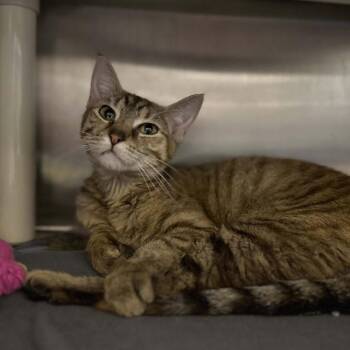 Lucy -  Domestic Short Hair Cat for Adoption in Madison, Wisconsin - Lucy | PetCurious