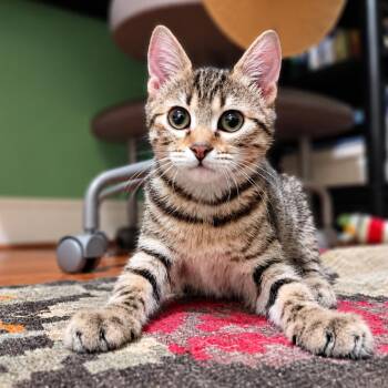 Rasha -  Domestic Short Hair Cat for Adoption in Silver Spring, Maryland - Rasha | PetCurious
