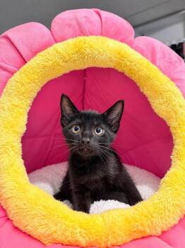 Drax -  Domestic Short Hair Cat for Adoption in Emerald Isle, North Carolina - Drax | PetCurious