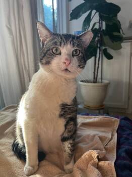 Buddy -  Tabby Cat for Adoption - Buddy | PetCurious