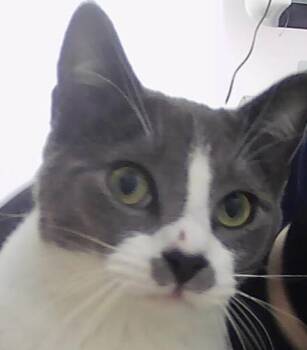 Domestic Short Hair Cats Available for Adoption - Hawkins | PetCurious