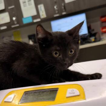 Elvira -  Domestic Short Hair Cat for Adoption in Tampa, Florida - Elvira | PetCurious