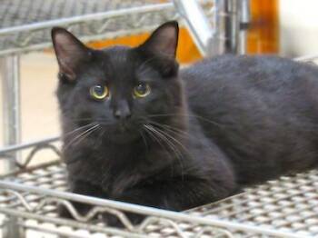 Rescue Domestic Medium Hair Cats for Adoption in Palmyra, Virginia - Jaffa | PetCurious