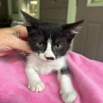 Olivia 26-06-055 -  Domestic Short Hair Cat for Adoption in Bastrop, Texas - Olivia 26-06-055 | PetCurious