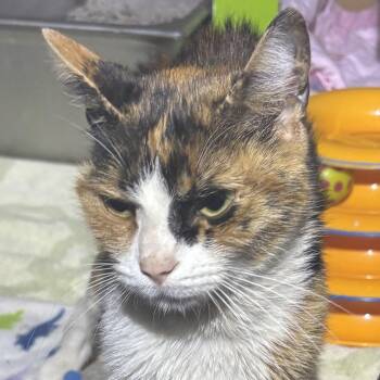 Domestic Short Hair Cats Available for Adoption in Ben Avon, Pennsylvania - HARMONY  | PetCurious