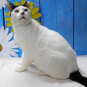 Domestic Short Hair Cats Available for Adoption in Canton, Illinois - Slick Rick | PetCurious