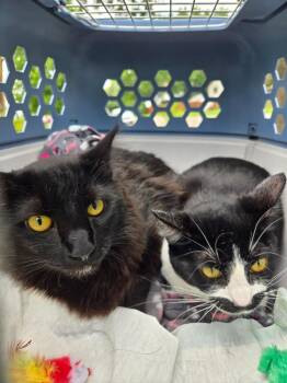 Midnight / Jackfruit -  Domestic Medium Hair Cat for Adoption in Minneapolis, Minnesota - Midnight / Jackfruit | PetCurious