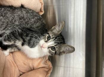 Rescue Domestic Short Hair Cats for Adoption in Hilton Head Island, South Carolina - Ellis | PetCurious