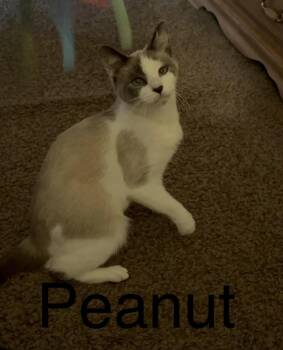 Peanut -  Siamese Cat Available for Adoption in Greece, New York - Peanut | PetCurious