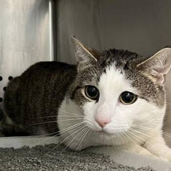 Frank -  Domestic Short Hair Cat for Adoption in Baltimore, Maryland - Frank | PetCurious