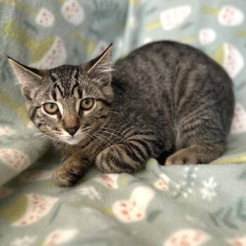Logan -  Domestic Short Hair Cat for Adoption in Blackfoot, Idaho - Logan | PetCurious