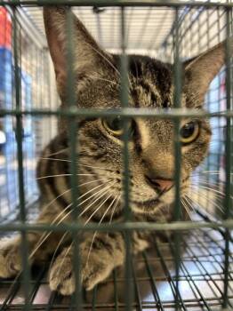 Rescue Domestic Short Hair Cats for Adoption in Mobile, Alabama - Nortie | PetCurious