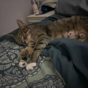 Snickers -  Domestic Short Hair Cat for Adoption in Jarrettsville, Maryland - Snickers | PetCurious