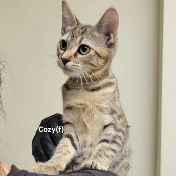 Cozy -  Domestic Short Hair Cat for Adoption in Mazon, Illinois - Cozy | PetCurious