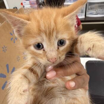 Optimus Prime -  Domestic Short Hair Cat for Adoption in Starkville, Mississippi - Optimus Prime | PetCurious