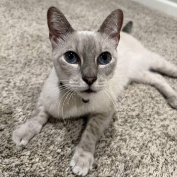 Rescue Siamese Cats for Adoption in Folsom, California - Hank | PetCurious