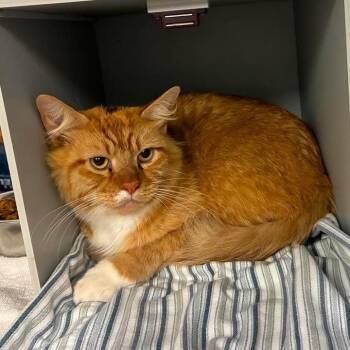 Garfield -  Domestic Long Hair Cat for Adoption in Buchanan Dam, Texas - Garfield | PetCurious