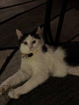 Domestic Short Hair Cats Available for Adoption - Ona | PetCurious