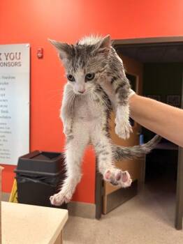 CHARLESTON -  Domestic Short Hair Cat for Adoption in Louisville, Kentucky - CHARLESTON | PetCurious
