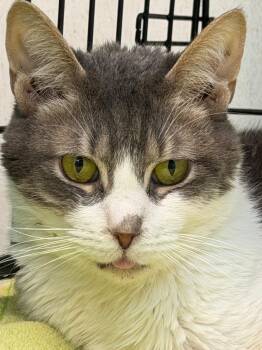 LYNN -  American Shorthair Cat for Adoption in Margate, Florida - LYNN | PetCurious