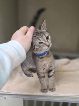 Mustard -  Domestic Short Hair Cat for Adoption in Westland, Michigan - Mustard | PetCurious