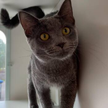 Domestic Short Hair Cats Available for Adoption in Downers Grove, Illinois - Lana | PetCurious