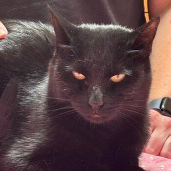 Ebony -  Domestic Short Hair Cat for Adoption in Murray, Utah - Ebony | PetCurious