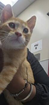 SunSmart -  Domestic Short Hair Cat for Adoption in Kansas City, Missouri - SunSmart | PetCurious