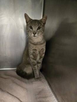 Domestic Short Hair Cats Available for Adoption in Gainesville, Florida - Ivy | PetCurious