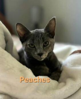 Rescue Domestic Short Hair Cats for Adoption in Chicopee, Massachusetts - Peaches | PetCurious