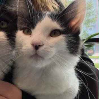 Billy Hoffman -  Domestic Medium Hair Cat for Adoption in Eagle Mountain, Utah - Billy Hoffman | PetCurious