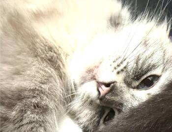 Espresso -  Siamese and Domestic Long Hair Cat for Adoption in San Diego, California - Espresso | PetCurious
