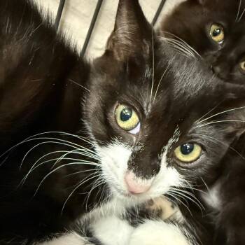 Bock -  Domestic Short Hair Cat for Adoption in Port Charlotte, Florida - Bock | PetCurious
