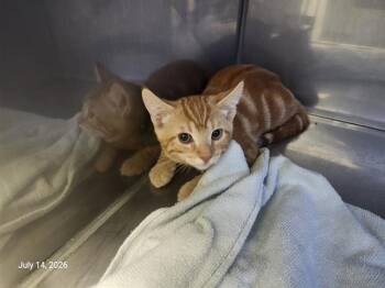 BIG RED* -  Domestic Short Hair Cat for Adoption in Santa Cruz, California - BIG RED* | PetCurious