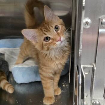 Spicy Nacho -  Domestic Long Hair Cat for Adoption in Spokane, Washington - Spicy Nacho | PetCurious