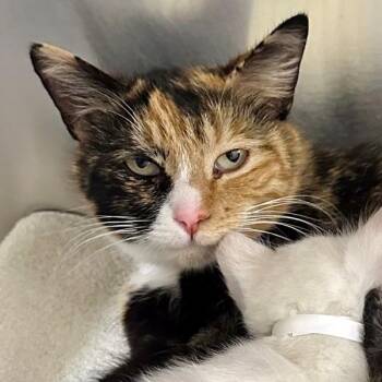 Domestic Short Hair Cats Available for Adoption in Walnut Creek, California - Seahorse | PetCurious