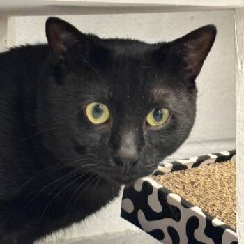 Madden -  Domestic Short Hair Cat for Adoption in Hampton Bays, New York - Madden | PetCurious