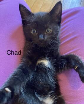 Chad -  Tabby Cat for Adoption in Billerica, Massachusetts - Chad | PetCurious