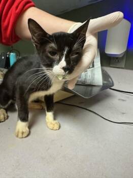 DUMPSTER EARL -  Domestic Short Hair Cat for Adoption in Jacksonville, Florida - DUMPSTER EARL | PetCurious