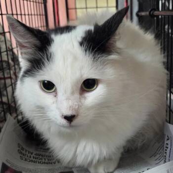 Sir Maxwell -  Domestic Long Hair Cat for Adoption in Philadelphia, Pennsylvania - Sir Maxwell | PetCurious