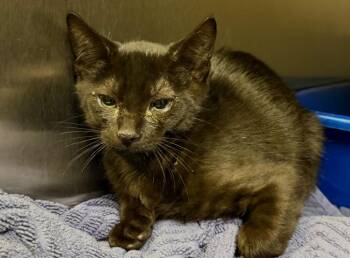 Domestic Short Hair Cats Available for Adoption - Onion (Petsense) | PetCurious